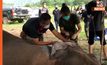 ทีมสัตวแพทย์ เร่งรักษาช้างป่าบาดเจ็บ คาดติดเชื้อในกระแสเลือด