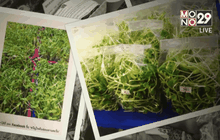 ปลูกต้นอ่อนทานตะวัน สร้างรายได้งาม