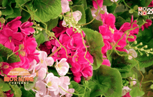 ธุรกิจจัดฉากดอกไม้ 3 มิติ ตอบโจทย์คู่รัก