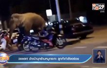 วงแตก! ช้างป่าบุกร้านหมูกระทะ ลูกค้ากำลังอร่อย