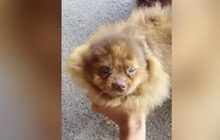 ​เจ้าของฟาร์มฯ เตรียมแจ้งความเอาผิดหมอทารุณสุนัข