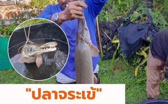 “ปลาจระเข้”ติดไซชาวประมงแม่น้ำโขง
