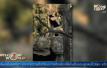 ลูกแพนด้ายักษ์ในสหรัฐฯ หัดปีนต้นไม้