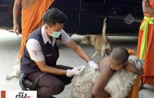 หัวหินเตรียมระดมจับสุนัขจรจัดวันนี้