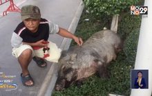 ล้อมจับกันให้วุ่น! หมูป่ายักษ์หลุดมาเดินจะเข้าห้างย่านบางพลี จ.สมุทรปราการ