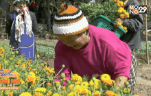 ปลูกดาวเรือง ขายรับตรุษจีน งานธาตุพนม