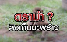 ดราม่า? ลิงเก็บมะพร้าว 07-07-63