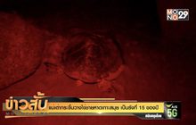 แม่เต่ากระขึ้นวางไข่ชายหาดเกาะสมุย เป็นรังที่ 15 ของปี