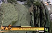 ป.ป.ส.ย้ำ พืชกระท่อมยังผิดกฎหมาย