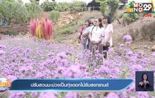 ปรับสวนมะม่วงเป็นทุ่งดอกไม้รับสงกรานต์