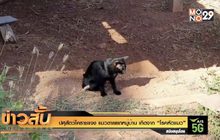 ปศุสัตว์โคราชแจง แมวตายยกหมู่บ้าน เกิดจาก “โรคหัดแมว”