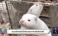 เดนมาร์กเผยฆ่ามิ้งค์หมดประเทศภายในสัปดาห์นี้