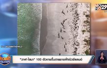 “วาฬ-โลมา” 100 ตัวเกยตื้นตายชายฝั่งนิวซีแลนด์