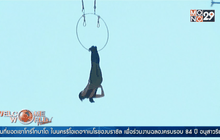 ภรรยานิก วอลเลนดา โชว์ลีลาท้ามฤตยู