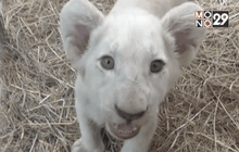 สวนสัตว์เชียงใหม่ โชว์ลูกสิงโต