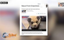 “คาเฟ่แพนด้าปลอม” ในจีน