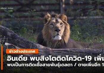 อินเดีย พบสิงโตหลายตัวติดโควิด-19 สายพันธุ์เดลตา / ตายเพิ่ม 1 ตัว