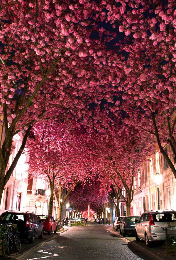 cherry-blossom-avenue