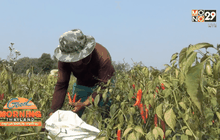 ชาวสวนพริกขาดรายได้หลังเจอโรคระบาดหนัก