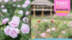 อลังการสวนกุหลาบ ที่สุดแห่งความชิคชิลล์ ที่เขาใหญ่ ต้องรีบมา Wowrose Garden Khaoyai