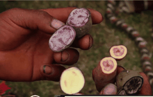 หัวมันกับวิถีชีวิตของชาวเปรู