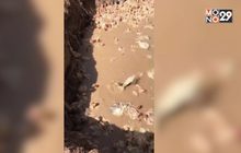 กรมปศุสัตว์ เร่งสอบคลิปฝังไก่ของกลางทั้งเป็น