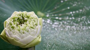 ปฏิทินวันพระ 2562 เดือนกุมภาพันธ์