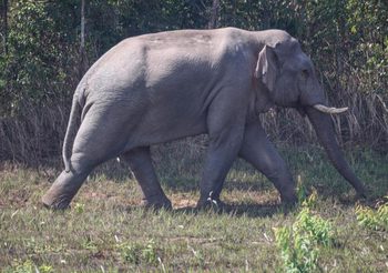 กรมอุทยานแห่งชาติฯ เร่งแก้ไขปัญหาช้างป่า บุกรุกพื้นที่เกษตรกรรม