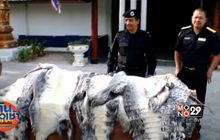 จับลักลอบขนหนังจระเข้เถื่อน 51 ตัว