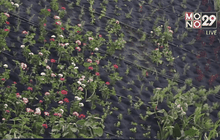 สวนแนวดิ่ง-พื้นที่สีเขียวแห่งใหม่ในเซาเปาลู