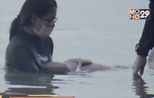 พะยูน “มาเรียม” อาการดีขึ้น