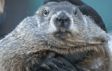 “ตัวอ้น” ทำนายสภาพอากาศในสหรัฐฯ