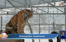 คลิป เสือโคร่งส่งเสียง คล้ายร้องเพลง