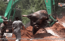 กระทิงป่าเขาใหญ่ ถูกรถชนตาย