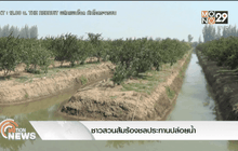 ชาวสวนส้มร้องชลประทานปล่อยน้ำ