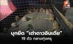 CIB บุกประชาอุทิศ ยึดสัตว์ป่าไซเตส 70 ตัว