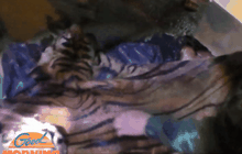 เจ้าหน้าที่เร่งหาที่มาซากเสือใน จ.ตาก