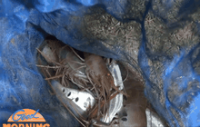 ชาวมหาสารคามจับกุ้งหาปลา สร้างรายได้ช่วงน้ำล้น