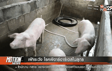 เฝ้าระวัง โรค พีอาร์อาร์เอส ในสุกร