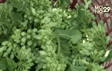 ปลูกต้นขจรเก็บดอกขาย ทนแล้ง-รายได้ดี