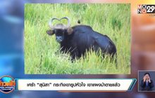 เศร้า “สุนิสา” กระทิงเขารูปหัวใจ เขาแผงม้าตายแล้ว​
