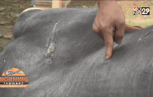 ผู้ก่อเหตุยิงกระทิงป่าเข้ามอบตัวแล้ว