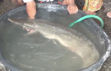 พบปลาประหลาดในแหล่งน้ำ จ.ชลบุรี