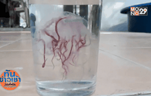 เตือนนักท่องเที่ยวระวังแมงกะพรุนไฟหมู่เกาะห้อง