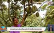 พิษณุโลกชวนชิมทุเรียนพลิกวิกฤตสับปะรดราคาตก