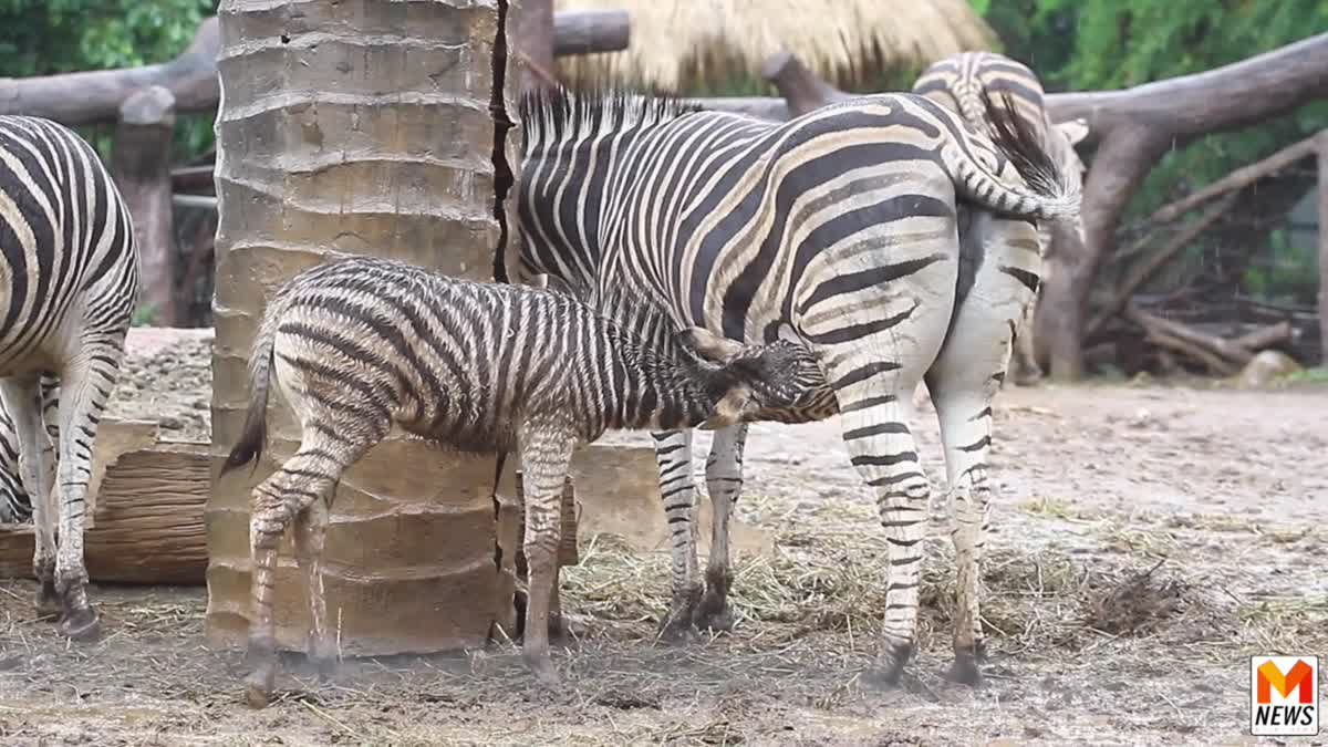 เขาดินเปิดตัวลูกม้าลาย สมาชิกใหม่ชื่อ 'ซันไรส์' ต้อนรับวันเด็ก