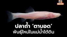 กว่างซีพบปลาถ้ำ ‘ตาบอด’ พันธุ์ใหม่ในแม่น้ำใต้ดิน