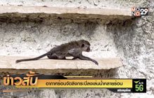 อากาศร้อนจัดลิงกระบี่ลงเล่นน้ำคลายร้อน