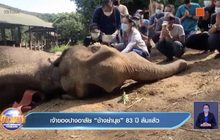 เจ้าของปางอาลัย “ช้างย่านุช” 83 ปี ล้มแล้ว
