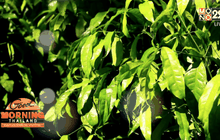 ชาผักเหลียง ของดีแห่งเดียวในชุมพร